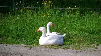 pair of white geese in green grass