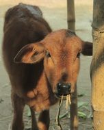 calf near a tree