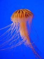 stunningly beautiful Jellyfish in ocean