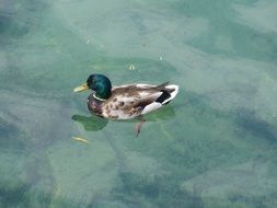 top view of a duck with bright plumage on the water