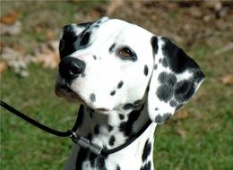 Dalmatiane Dog