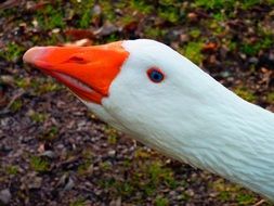 white Goose head with red beak