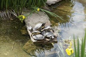 turtles on a stone near the pond