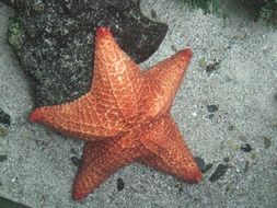 Star Sea or Asteroidea