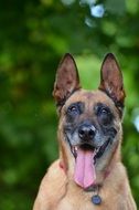 portrait of a friendly belgian shepherd