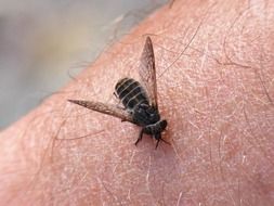 fly on male hand