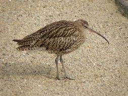 long-billed curlew