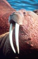 Beautiful Rosmarus in wildlife