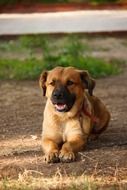 brown dog with fangs