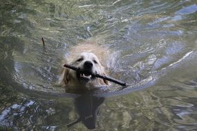 the dog swims in the water with a stick in his mouth