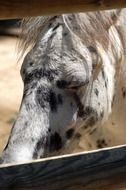 spotted black and white horse