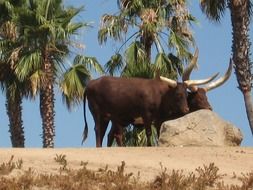 two Watusi Cows beneathe palm trees in Africa