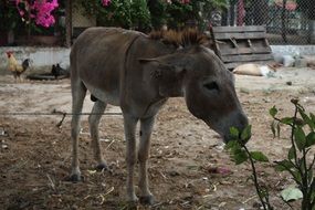 Donkey on the field