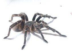 Tarantula Spider