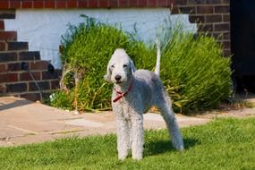 cute Bedlington Terrier photo