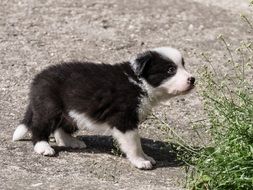black and white puppy walking down the street
