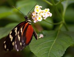 exotic butterfly on white flower