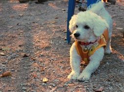 Bichon Frise dog