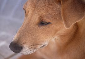 brown young dog closeup