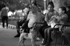 black and white photo of a dog near people