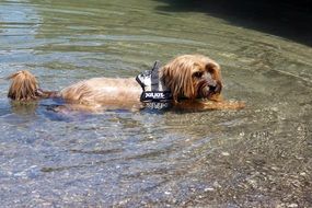 dog lying in the water on a sunny day