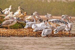 Eurasian Spoonbill or Platalea leucorodia