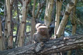Dwarf Monkey Animal at tree sitting