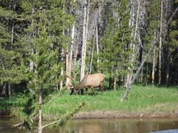 remote view of a deer near a river in a forest