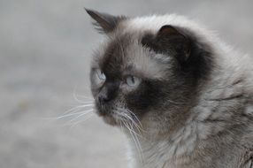 British Shorthair with gray eyes