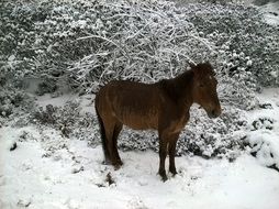 a horse stands in the snow near the bushes