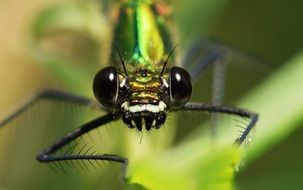 dragonfly with big black eyes close-up