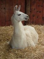 white Llama lying on hay at Farm