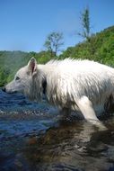 White Swiss Shepherd Dog in water