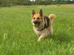 German Shepherd is playing with a ball