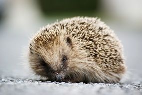 hedgehog on the road close up