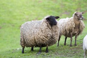 attractive Sheep Wool