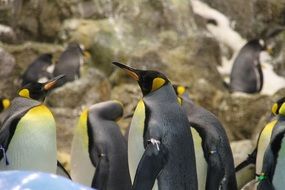 group of penguins on the background of rocks