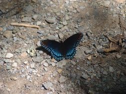 black butterfly on the ground with stones