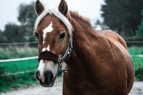 Beautiful brown and white linger Horse at farm