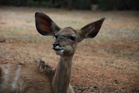 portrait of Young Kudu antelope with big ears in wild