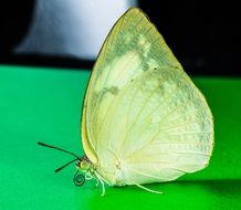 butterfly on the green surface