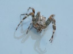 Spider Arachnids Legs