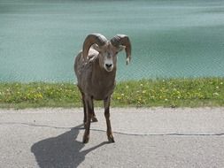 Aries stands on the trail near the lake