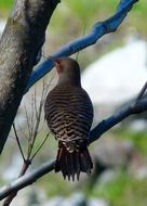 Flicker bird on the tree
