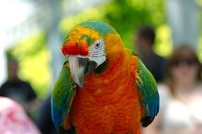 adorable exotic macaw