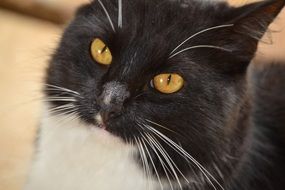 black cat frowns