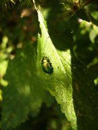 beautiful bright shining beetle on a green leaf