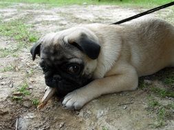 Domestic cute pug dog