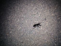 closeup view of The Deer Bug on a road