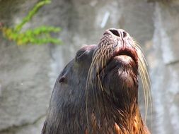 Sea ​​Lion or Otariinae